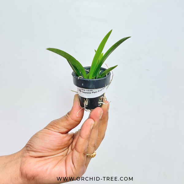 Tolumnia Flyer Red Velvet Orchid Plant - BS (Miniature) - Buy Orchids Plants Online by Orchid-Tree.com
