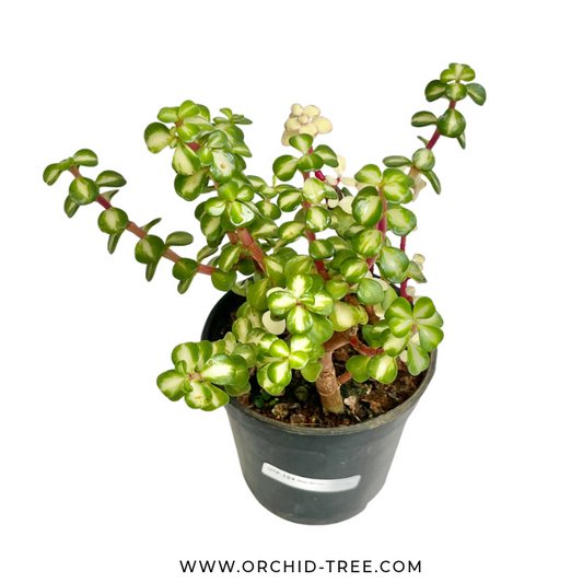 Variegated Jade Bonsai