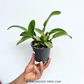 Cattleya (Slc.) Doris and Byron 'Christmas Rose' Orchid Plant - BS