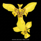 Yellow Iris