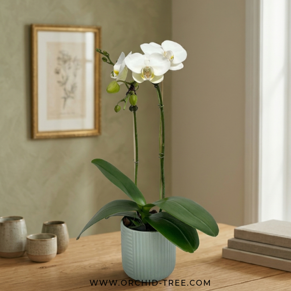 Dream Girl | Phalaenopsis Orchid Gift