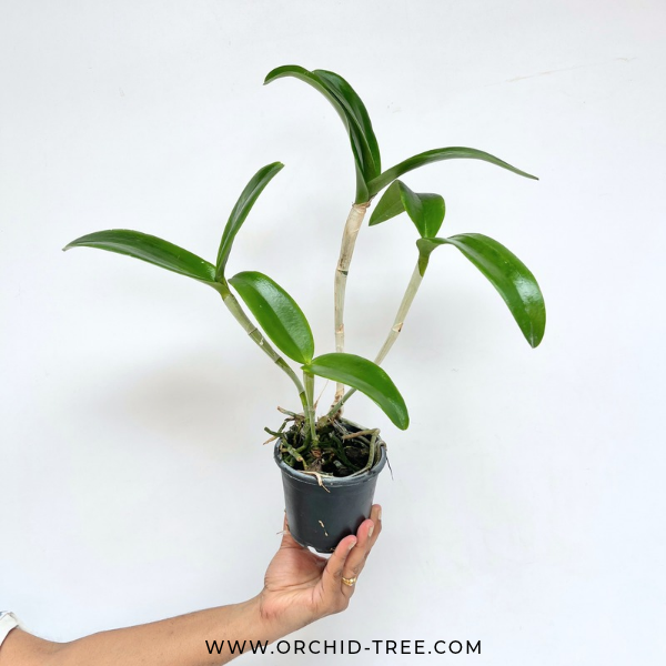 Cattleya (Ctt.) Netrasiri Dark Prince Orchid Plant - BS