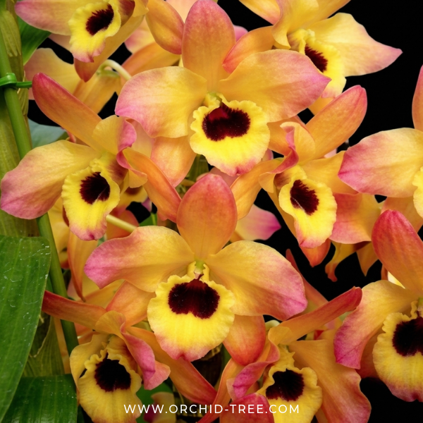 Dendrobium Nobile Oriental Smile Butterfly Orchid Plant - NBS