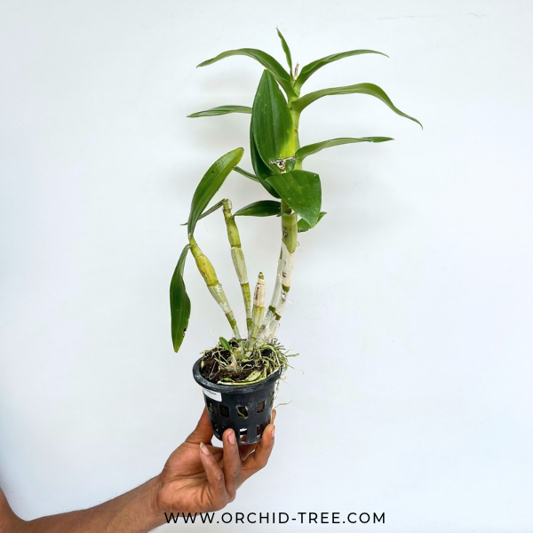 Dendrobium Suwan Peach Orchid Plant - BS - Buy Orchids Plants Online by Orchid-Tree.com