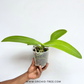 Phalaenopsis Papagayo Orchid Plant - FF