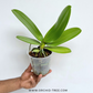 Phalaenopsis Untold Stories Orchid Plant - FF
