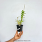 Epidendrium Max Valley Sakura Orchid Plant - BS - Buy Orchids Plants Online by Orchid-Tree.com