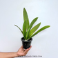 Trichocentrum Ollie Palmer Orchid Plant - BS