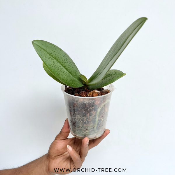 Phalaenopsis Secret Fragrance Orchid Plant - BS