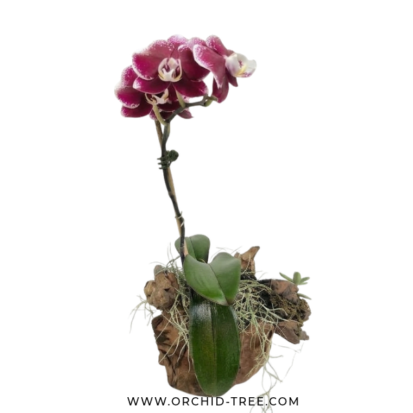 Drift Wood Mounted Display Of Orchid Plants