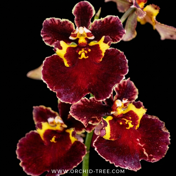 Tolumnia Flyer Red Velvet Orchid Plant - BS (Miniature) - Buy Orchids Plants Online by Orchid-Tree.com