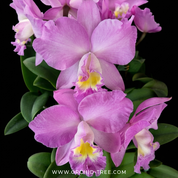 Cattleya (Slc.) Doris and Byron 'Christmas Rose' Orchid Plant - BS