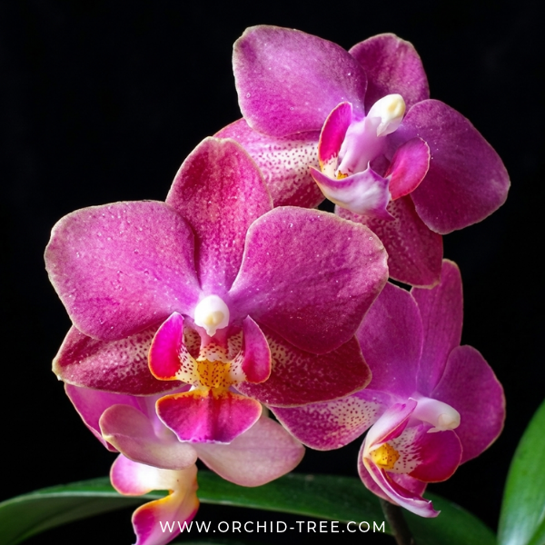 Phalaenopsis Secret Fragrance Orchid Plant - BS