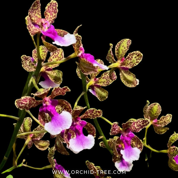 Trichocentrum Ollie Palmer Orchid Plant - BS