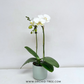 Dream Girl | Phalaenopsis Orchid Gift