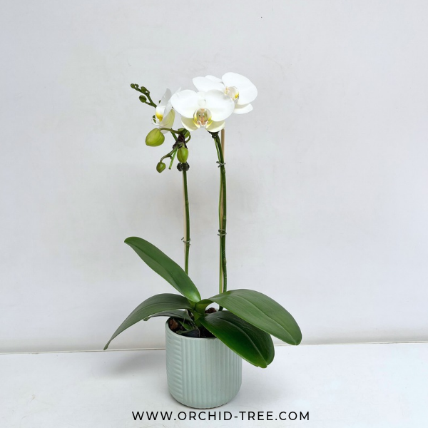 Dream Girl | Phalaenopsis Orchid Gift