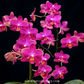 Phalaenopsis Secret Fragrance Orchid Plant - BS