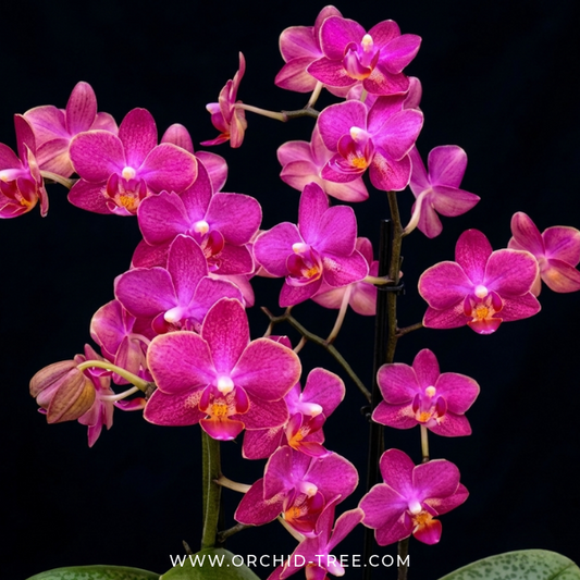 Phalaenopsis Secret Fragrance Orchid Plant - BS