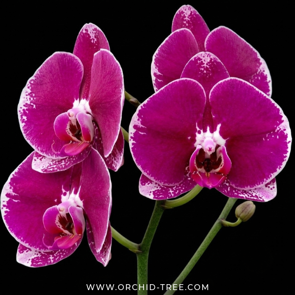 Phalaenopsis Fullers Romantic Orchid Plant - FF - Buy Orchids Plants Online by Orchid-Tree.com