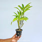 Dendrobium thyrsiflorum sp. Orchid plant - BS
