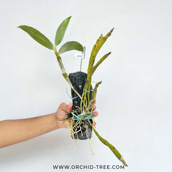 Dendrobium densiflorum sp. Orchid Plants - BS