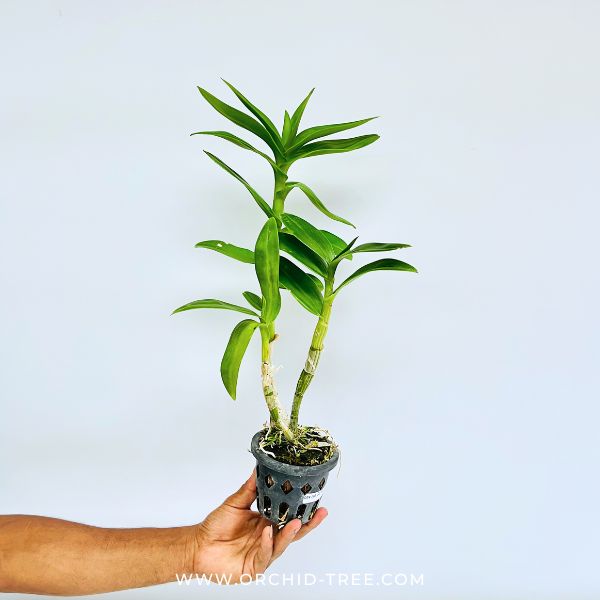 Dendrobium Rose Betty Red  Orchid Plant - BS