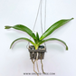 Rhynchostylis gigantea Blue Orchid Plant - BS
