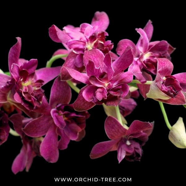 Dendrobium Rose Betty Red  Orchid Plant - BS