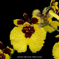 Oncidium Tolumnia Jairak Firm Lion Orchid Plant - BS (Miniature)