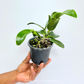 Cattleya Korn Lada Charming # 5 Wild Purple Orchid Plant - BS
