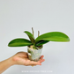 Phalaenopsis Wineberry Orchid Plant - FF