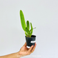 Cattleya purpurata var. alba Orchid Plant - BS