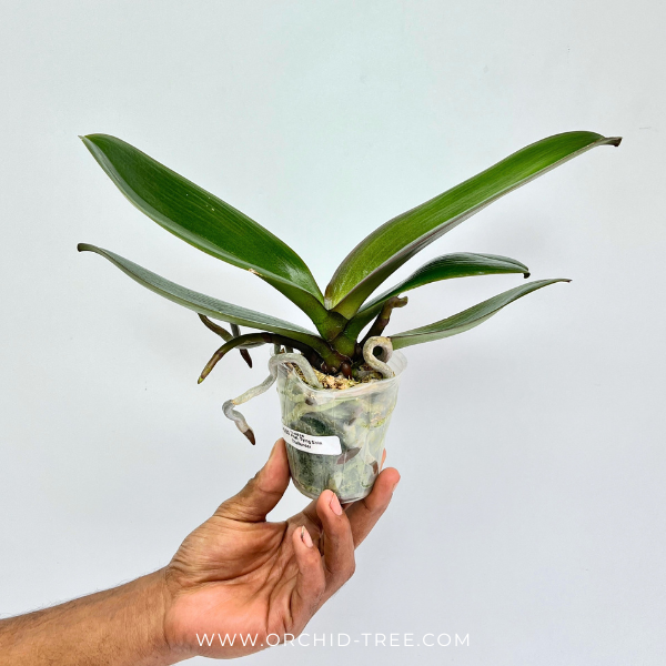 Phalaenopsis Tying Shin Challenger Orchid Plant - FF