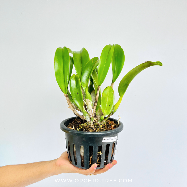 Cattleya (Rlc.) Krungsri Red Orchid Plant - BS (Large Plants)