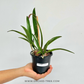Cattleya Jairak 'Kiku' Orchid Plant - BS - Buy Orchids Plants Online by Orchid-Tree.com