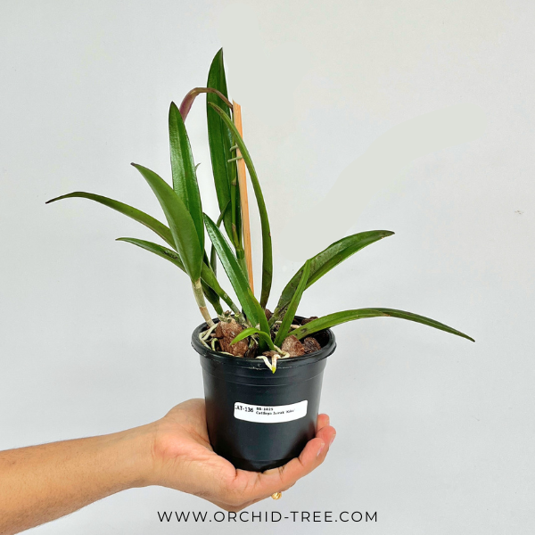 Cattleya Jairak 'Kiku' Orchid Plant - BS - Buy Orchids Plants Online by Orchid-Tree.com
