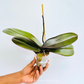 Phalaenopsis OX Black Face Orchid Plant - FF