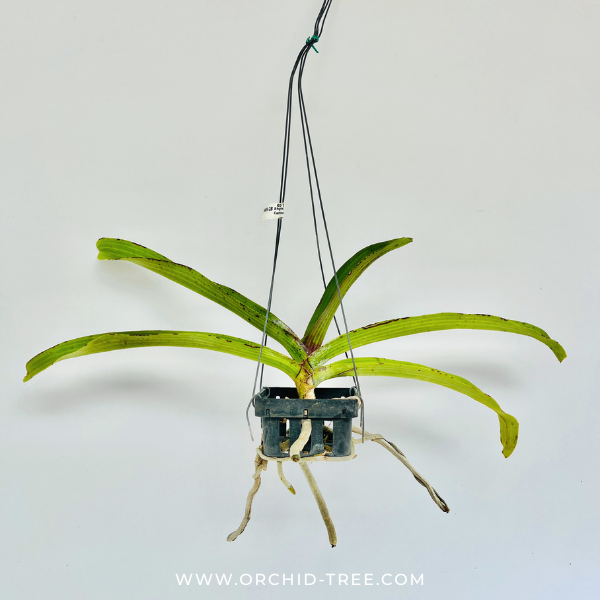 Rhynchostylis gigantea Cartoon Orchid Plant - BS