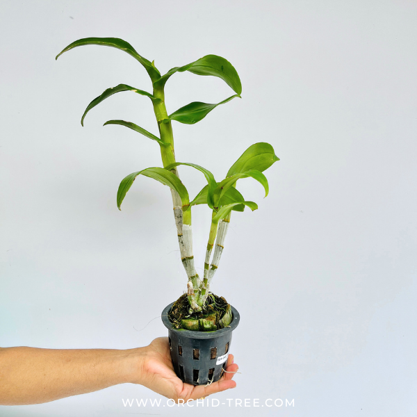 Dendrobium Burana Lucky x Red Flame Orchid Plant - FF