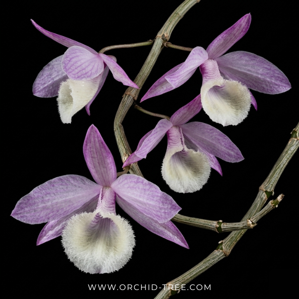 Dendrobium aphyllum variegated sp. - BS - Buy Orchids Plants Online by Orchid-Tree.com