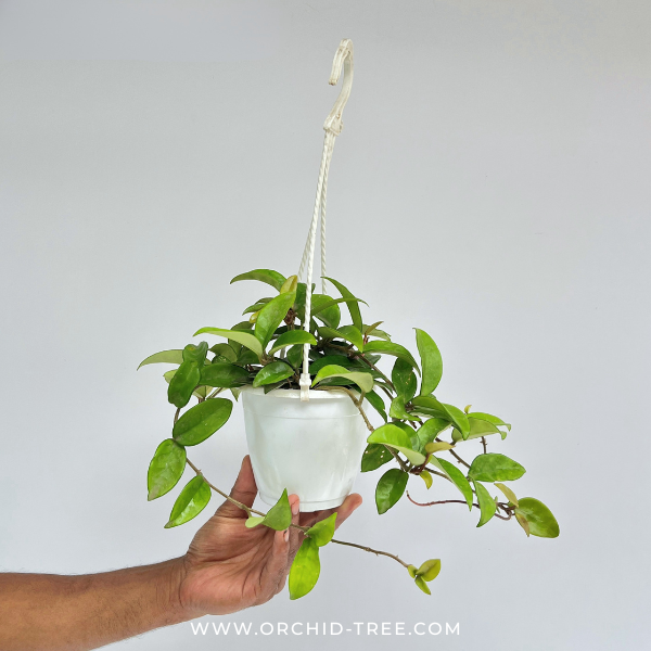 Hoya Australis