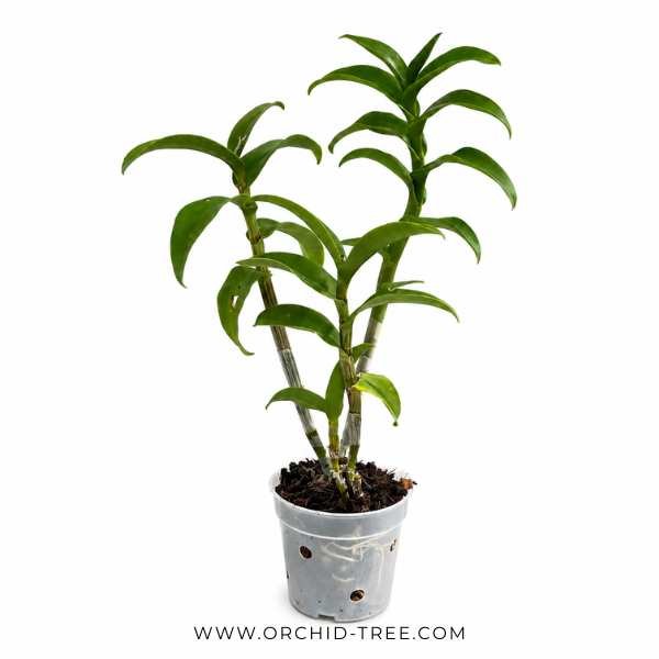 Beginner Orchid Kit With Plastic Pot - BS - Buy Orchids Plants Online by Orchid-Tree.com
