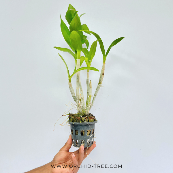 Dendrobium Tubtim Blue Orchid Plant - BS