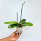 Phalaenopsis Peacock Emperor Orchid Plant - FF