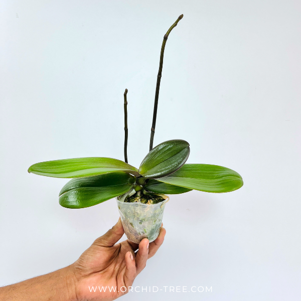 Phalaenopsis Peacock Emperor Orchid Plant - FF