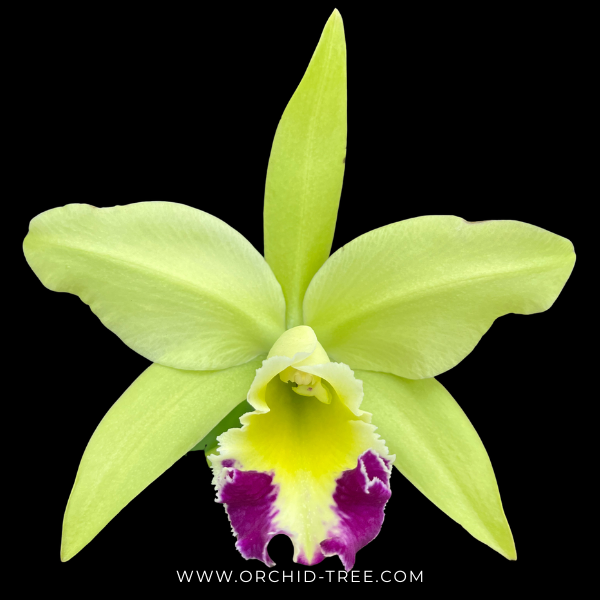 Cattleya (Rlc.) Greenwich 'Elmhurst' Orchid Plant - BS - Buy Orchids Plants Online by Orchid-Tree.com