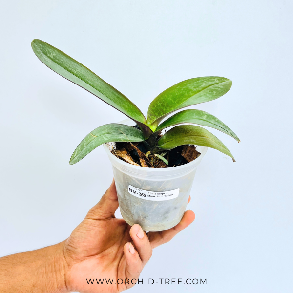 Phalaenopsis stuartiana Yellow Orchid Plant - BS - Buy Orchids Plants Online by Orchid-Tree.com