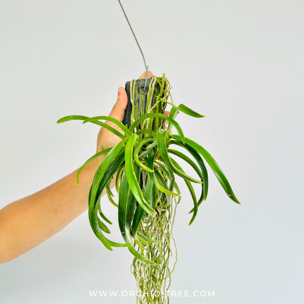Vanda Darwinara Charm 'Blue Star' Orchid Plant - BS