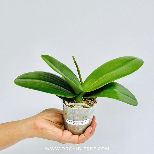 Phalaenopsis King Car Purple Queen Orchid Plant - FF
