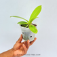 Phalaenopsis cornu-cervi 'Red' sp. Orchid Plant -BS